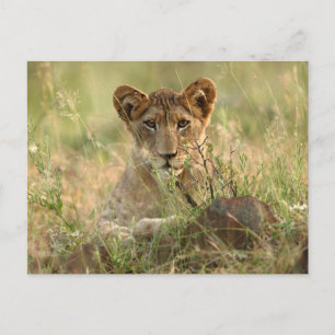 Kutest Baby Animals   Cute Baby Lion Cub Briefkaart