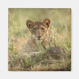 Kutest Baby Animals Cute Baby Lion Cub Magneet