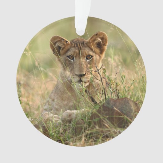 Kutest Baby Animals | Cute Baby Lion Cub Ornament (voorkant)