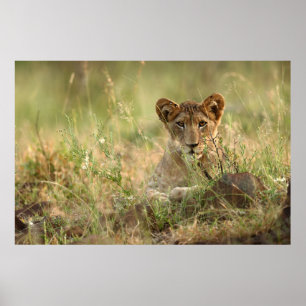 Kutest Baby Animals Cute Baby Lion Cub Poster