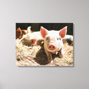 Kutest Baby Animals Cute Baby Piglet Canvas Afdruk