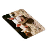 Kutest Baby Animals | Cute Baby Piglet Magneet (Rechterzijde)