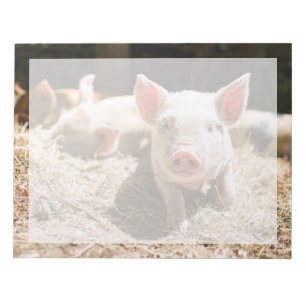 Kutest Baby Animals   Cute Baby Piglet Notitieblok