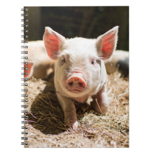 Kutest Baby Animals   Cute Baby Piglet Notitieboek