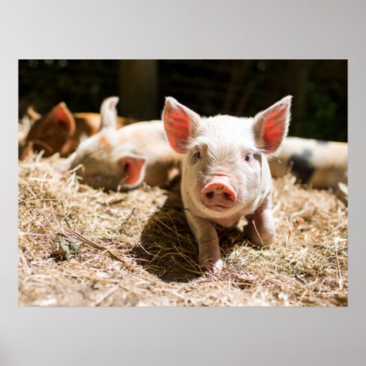 Kutest Baby Animals | Cute Baby Piglet Poster (Voorkant)