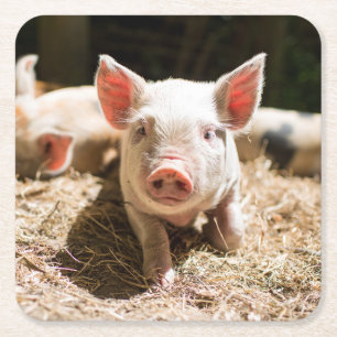 Kutest Baby Animals   Cute Baby Piglet Vierkante Kartonnen Onderzetter