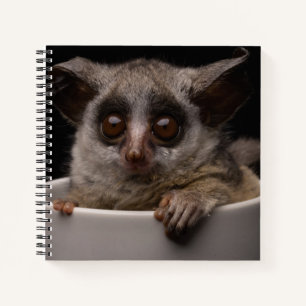 Kutest Baby Animals   Cute Bushbaby Notitieboek
