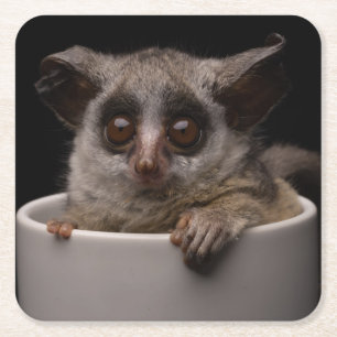 Kutest Baby Animals Cute Bushbaby Vierkante Kartonnen Onderzetter