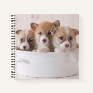Kutest Baby Animals   Cute Corgi-Puppies in een ha Notitieboek