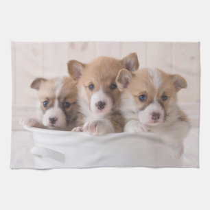 Kutest Baby Animals Cute Corgi-Puppies in een ha Theedoek