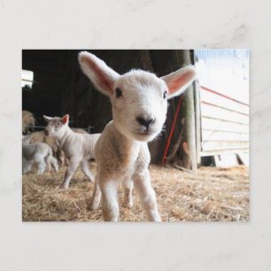 Kutest Baby Animals Cute Lamb in een Boerderij Briefkaart