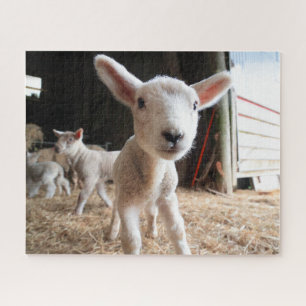 Kutest Baby Animals   Cute Lamb in een Boerderij Legpuzzel