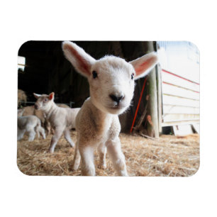 Kutest Baby Animals   Cute Lamb in een Boerderij Magneet