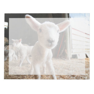 Kutest Baby Animals   Cute Lamb in een Boerderij Notitieblok