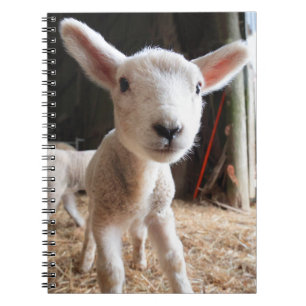 Kutest Baby Animals   Cute Lamb in een Boerderij Notitieboek