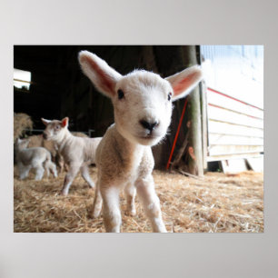 Kutest Baby Animals Cute Lamb in een Boerderij Poster