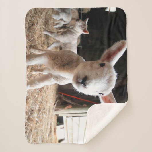 Kutest Baby Animals | Cute Lamb in een Boerderij Sherpa Deken (Voorkant)