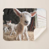 Kutest Baby Animals | Cute Lamb in een Boerderij Sherpa Deken (Voorkant (horizontaal))