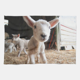 Kutest Baby Animals   Cute Lamb in een Boerderij Theedoek