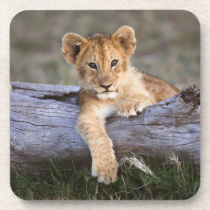 Kutest Baby Animals   Cute Lion Cub Bier Onderzetter