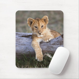 Kutest Baby Animals   Cute Lion Cub Muismat
