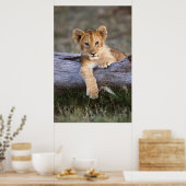 Kutest Baby Animals | Cute Lion Cub Poster (Keuken)