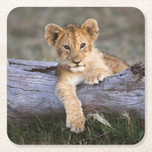Kutest Baby Animals   Cute Lion Cub Vierkante Kartonnen Onderzetter