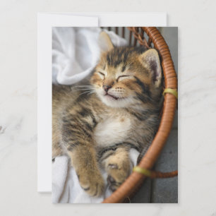 Kutest Baby Animals Cute Tabby Cat Slaping Bedankkaart