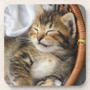 Kutest Baby Animals Cute Tabby Cat Slaping Bier Onderzetter