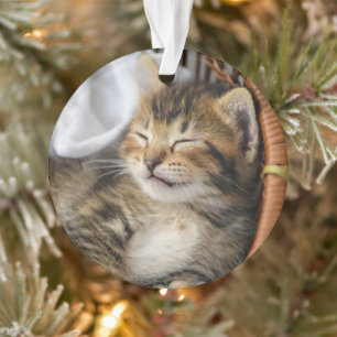 Kutest Baby Animals   Cute Tabby Cat Slaping Ornament