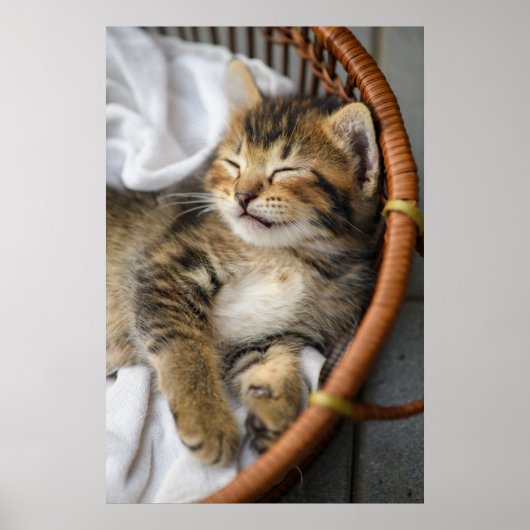 Kutest Baby Animals | Cute Tabby Cat Slaping Poster (Voorkant)