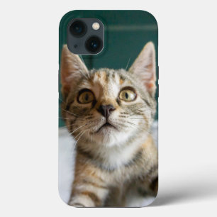 Kutest Baby Animals Cute Tabby Kitten iPhone 13 Hoesje