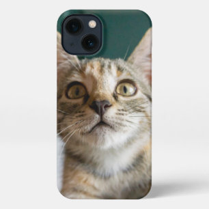 Kutest Baby Animals   Cute Tabby Kitten iPhone 13 Hoesje
