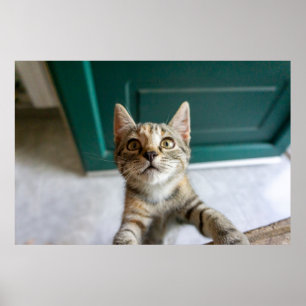 Kutest Baby Animals Cute Tabby Kitten Poster