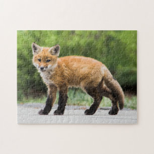 Kutest Baby Animals   Cutey Fox Legpuzzel