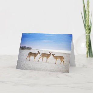 Kutest Baby Animals   Deer bij de strand Kaart