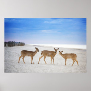 Kutest Baby Animals Deer bij de strand Poster