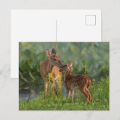 Kutest Baby Animals | Deer en Baby Briefkaart (Voorkant / Achterkant)