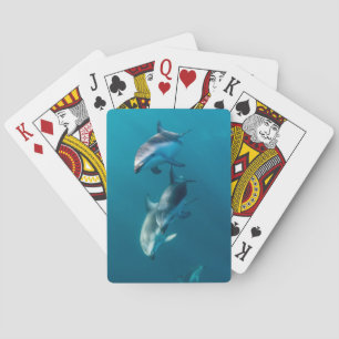 Kutest Baby Animals   Dolfijnenfamilie Pokerkaarten