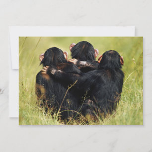 Kutest Baby Animals   Drie Chimpansees Hugging Bedankkaart