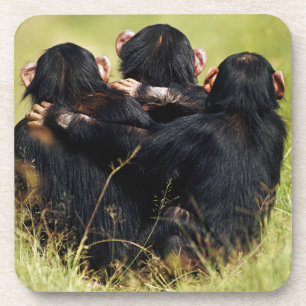 Kutest Baby Animals Drie Chimpansees Hugging Bier Onderzetter