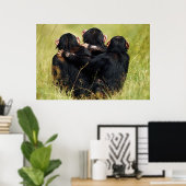 Kutest Baby Animals | Drie Chimpansees Hugging Poster (Thuiskantoor)