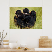 Kutest Baby Animals | Drie Chimpansees Hugging Poster (Keuken)