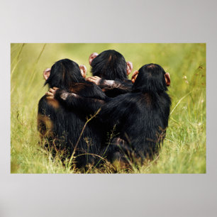 Kutest Baby Animals   Drie Chimpansees Hugging Poster