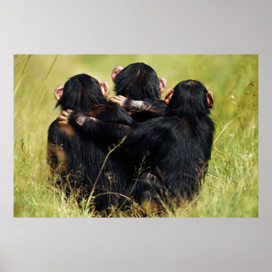 Kutest Baby Animals | Drie Chimpansees Hugging Poster (Voorkant)