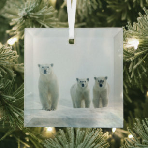 Kutest Baby Animals   Drie jonge Polar-Beren Glas Ornament