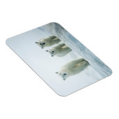 Kutest Baby Animals | Drie jonge Polar-Beren Magneet (Rechterzijde)