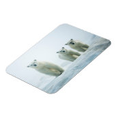 Kutest Baby Animals | Drie jonge Polar-Beren Magneet (Linkerzijde)