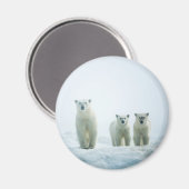 Kutest Baby Animals | Drie jonge Polar-Beren Magneet (Voorkant / Achterkant)