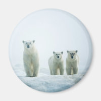Kutest Baby Animals | Drie jonge Polar-Beren